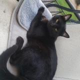 Photo de chat perdu à Bourges