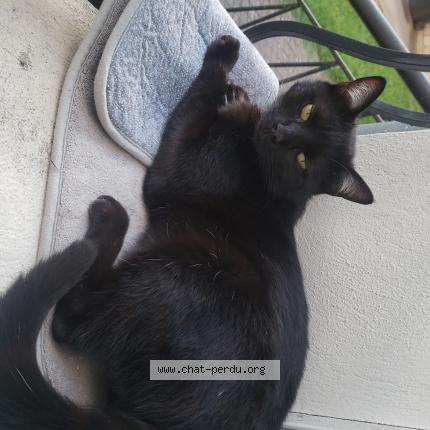 Photo 1/1 Dean Chat perdu à Bourges