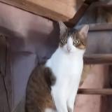 Photo de chat perdu à Strasbourg