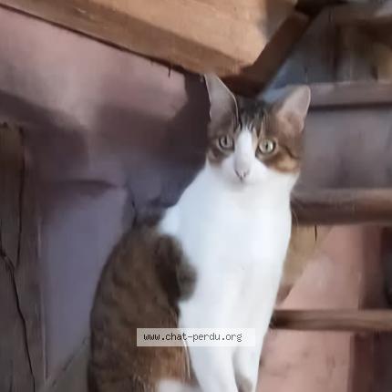 Photo 1/1 Chat retrouvé Perdu à Strasbourg