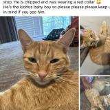Photo de chat perdu à Liberty