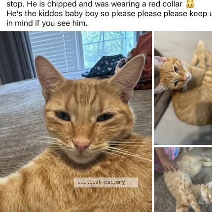 Photo 1/1 Petey Chat perdu à Liberty