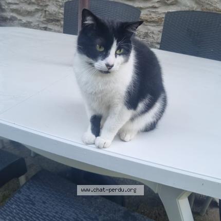 Photo 1/1 Bounty Chat perdu à Brest