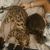 Photo de chat perdu à Obernai