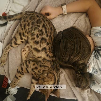 Photo 1/1 Oscar Chat perdu à Obernai