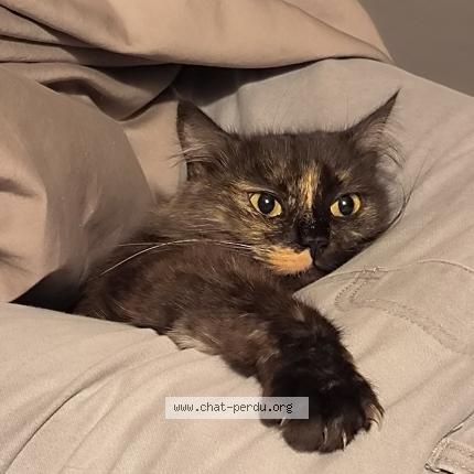 Photo 1/1 Austra Chat perdu à Moulismes