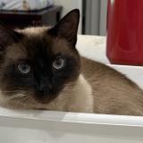 Photo de chat perdu à Bradenton