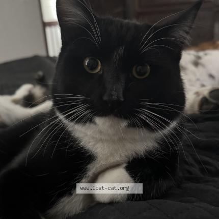 Photo 1/1 Glenn Chat perdu à Meridian