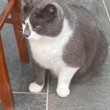 Photo de chat perdu à Questembert