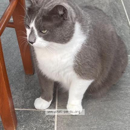 Photo 1/1 Chat retrouvé Perdu à Questembert