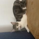 Photo de chat perdu à Bengy Sur Craon