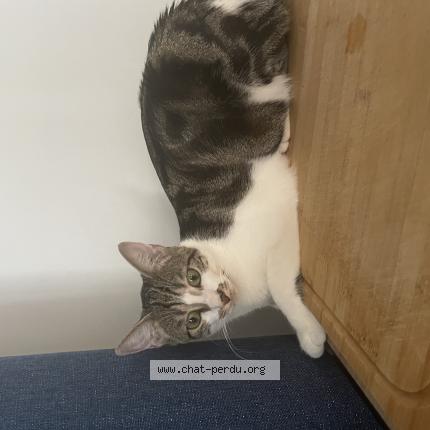 Photo 1/1 Violette Chat perdu à Bengy sur craon