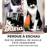 Photo de chat perdu à Eschau