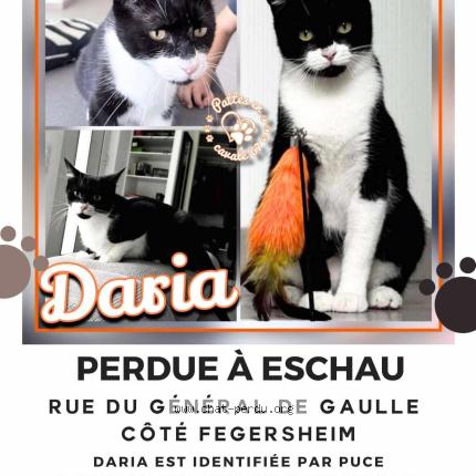 Photo 1/1 Chat retrouvé Perdu à Eschau