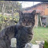 Photo de chat trouvé à Dun