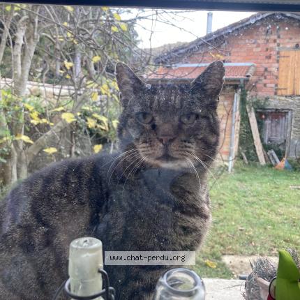 Photo de chat trouvé à Dun