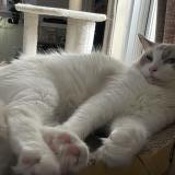 Photo de chat perdu à Osaka Kadoma Shi