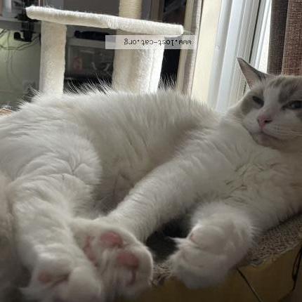 Photo 1/1 Mochi Chat perdu à Osaka kadoma shi