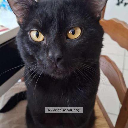 Photo 1/1 Berlioz Chat perdu à 44720 st joachim