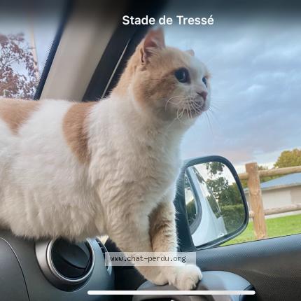 Photo 1/1 Caramel Chat perdu à Pouance