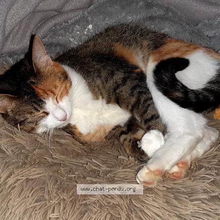 Photo 1/1 Zelda Chat perdu à Montertelot