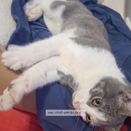 Photo 1/1 Chat trouvé Trouvé à Salaise sur sanne