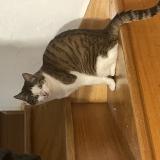 Photo de chat perdu à Guipavas