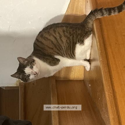 Photo 1/1 Chat retrouvé Perdu à Guipavas