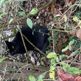 Photo de chat trouvé à Strasbourg