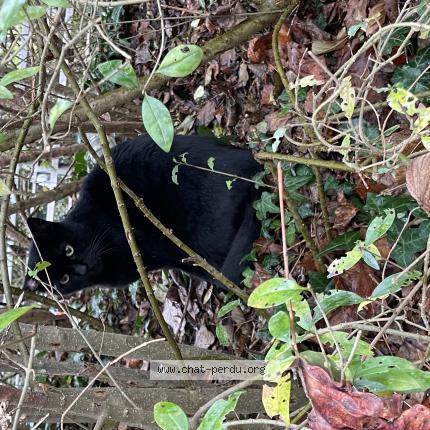 Photo 1/1 Chat trouvé Trouvé à Strasbourg