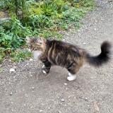 Photo de chat trouvé à La Hague