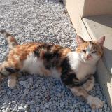 Photo de chat trouvé à Liffre