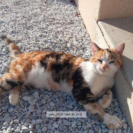 Photo 1/1 Chat retrouvé Trouvé à Liffre