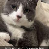 Photo de chat perdu à Lens