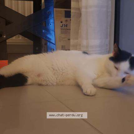 Photo 1/1 Calin Chat perdu à Le porge