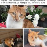 Photo de chat perdu à La Bazoge