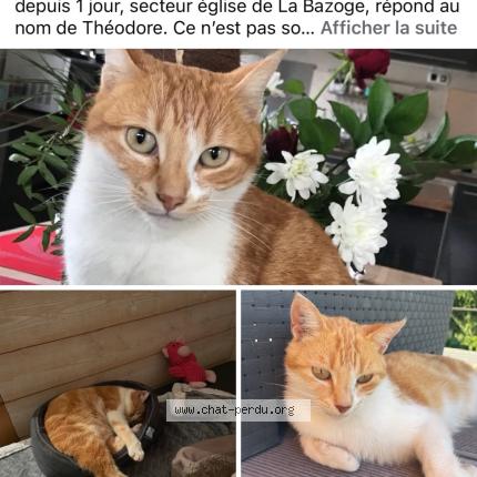 Photo 1/1 Th&eacute;odore Chat perdu à La bazoge
