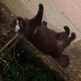 Photo de chat trouvé à Villeurbanne