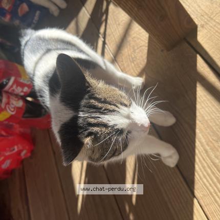 Photo 1/3 Chat trouvé Trouvé à St sulpice et cameyrac