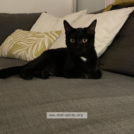 Photo de chat perdu à Aytre