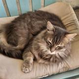 Photo de chat perdu à Combs La Ville