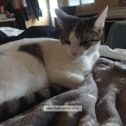 Photo 1/1 Chat retrouvé Perdu à Chalette sur loing