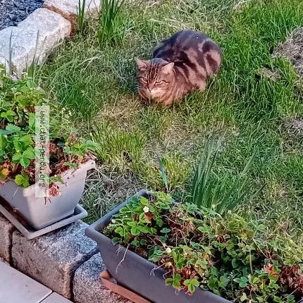 Photo 1/1 Loupix Chat perdu à Tours