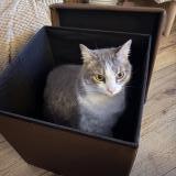 Photo de chat perdu à Nantes