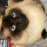 Photo de chat perdu à Lima Surco