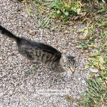 Photo 1/1 Chat retrouvé Trouvé à Nancy