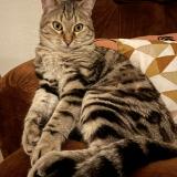 Photo de chat perdu à Bining