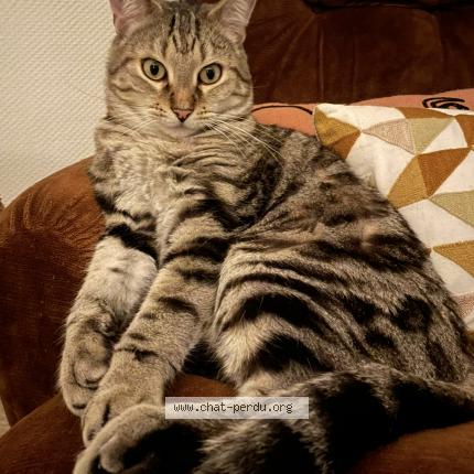 Photo 1/1 Manteau Chat perdu à Bining