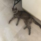 Photo de chat perdu à Maisons Alfort