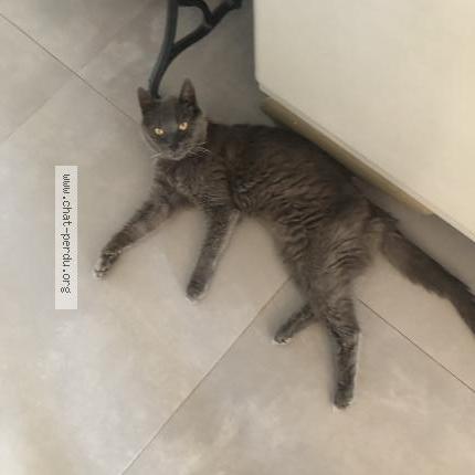 Photo 1/1 Chat retrouvé Perdu à Maisons alfort